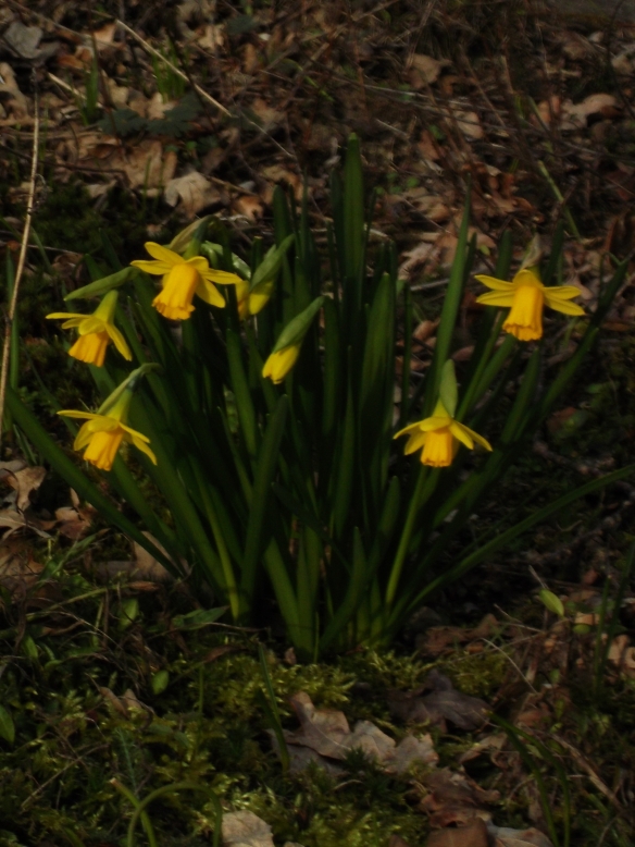 narcisjes/daffodils